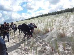 Wydma wygląda jak pole ryżowe