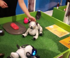 Międzynarodowa Interaktywna Wystawa Robotów w Gdańsku