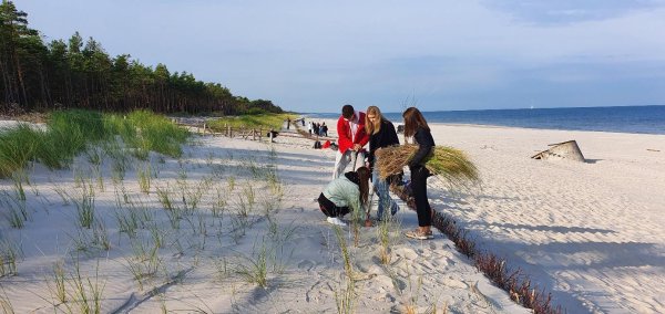 zdjęcie - warsztaty ochrony wybrzeża Bałtyku z Urzędem Morskim w Gdyni, sadzenie traw morskich na wydmach