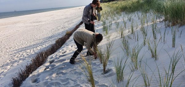 zdjęcie - warsztaty ochrony wybrzeża Bałtyku z Urzędem Morskim w Gdyni, sadzenie traw morskich na wydmach