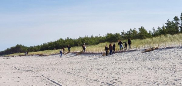 zdjęcie - warsztaty ochrony wybrzeża Bałtyku z Urzędem Morskim w Gdyni, sadzenie traw morskich na wydmach