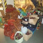 Konkurs z kasztanami dla Bohatera Jana