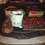 Konkurs z kasztanami dla Bohatera Jana