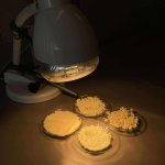 Pomorskie Warsztaty Naukowe